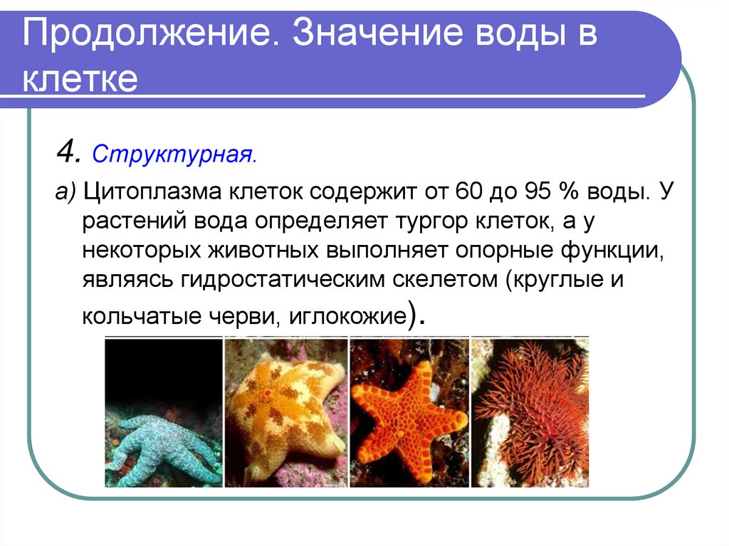 Продолжение. Значение воды в клетке