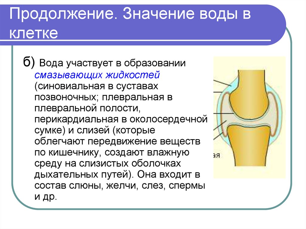 Продолжение. Значение воды в клетке