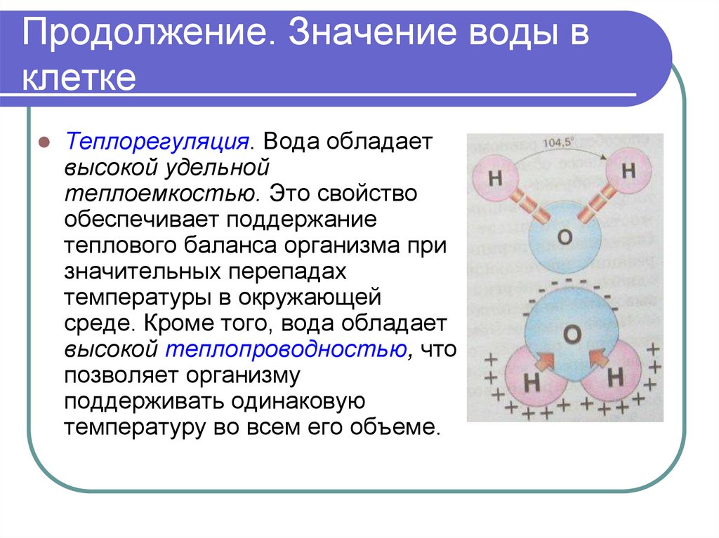 Продолжение. Значение воды в клетке