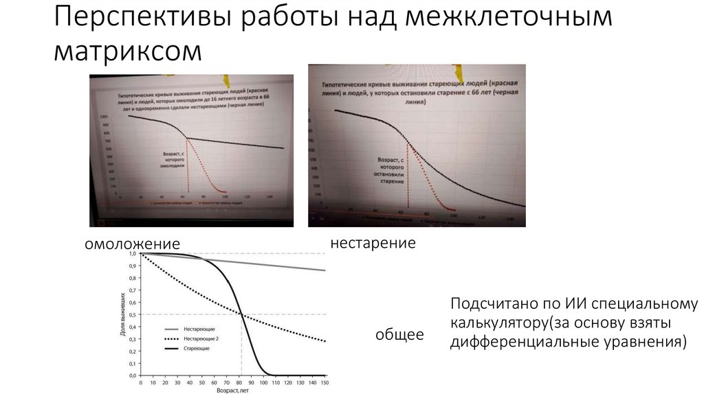 Перспективы работы над межклеточным матриксом