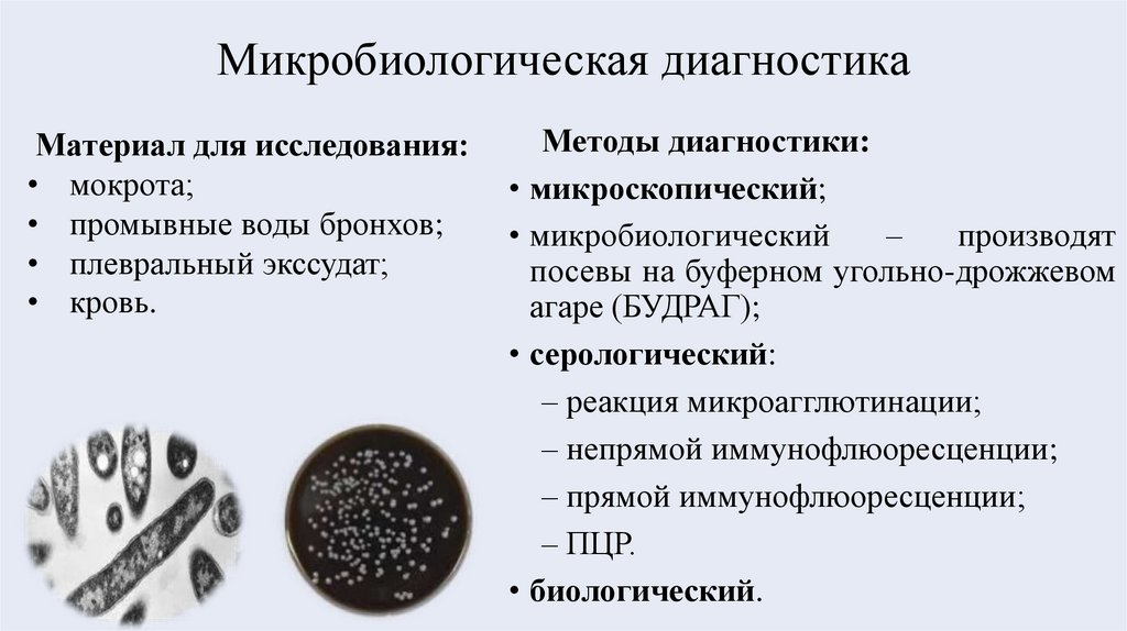 Микробиологическая диагностика