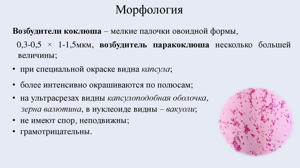 Морфология