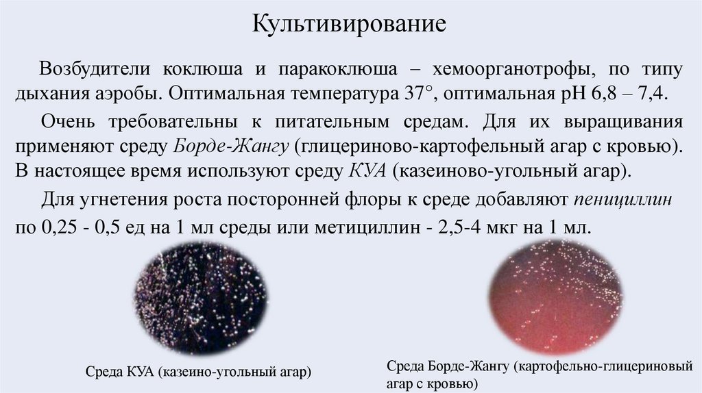 Культивирование