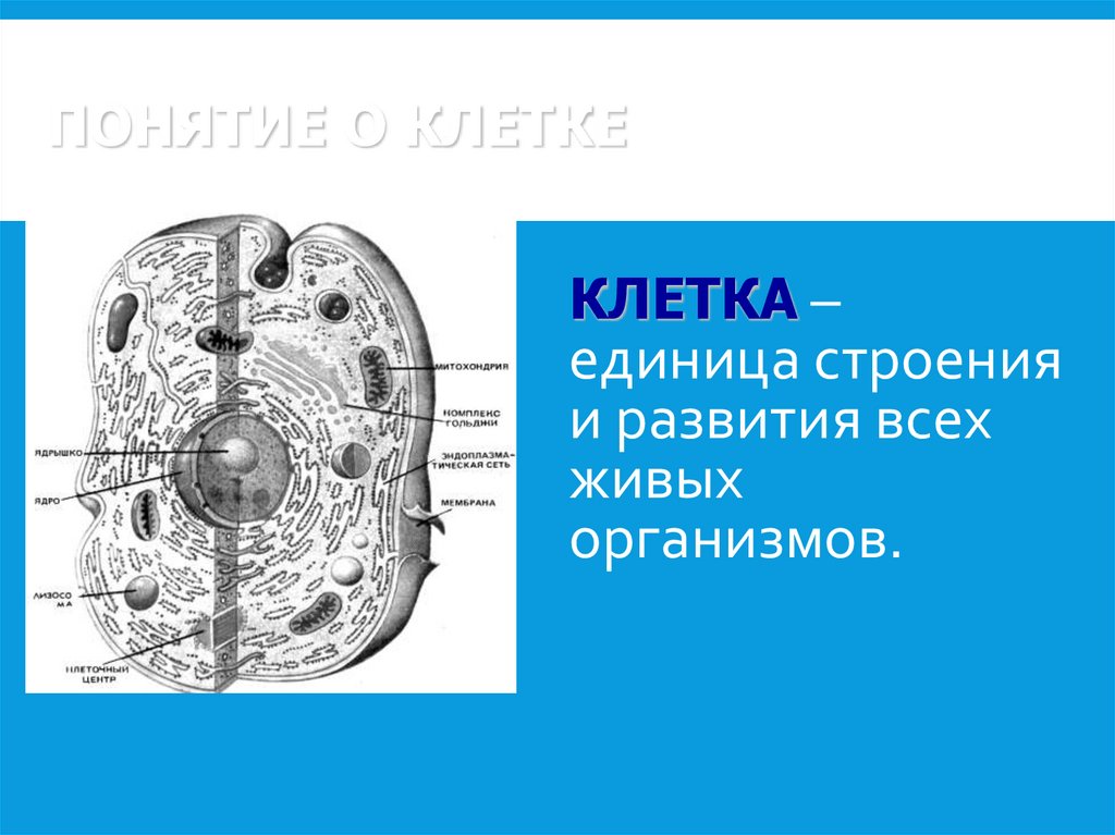 ПОНЯТИЕ О КЛЕТКЕ