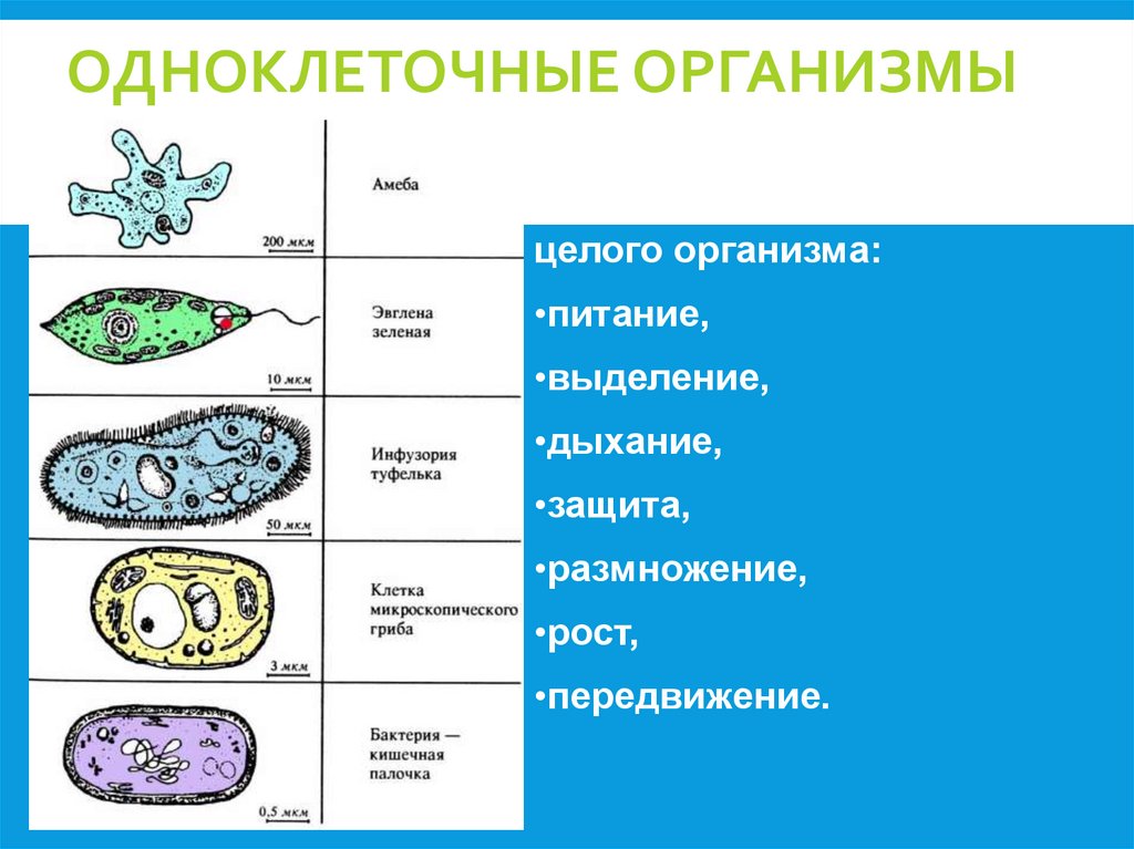 Одноклеточные организмы