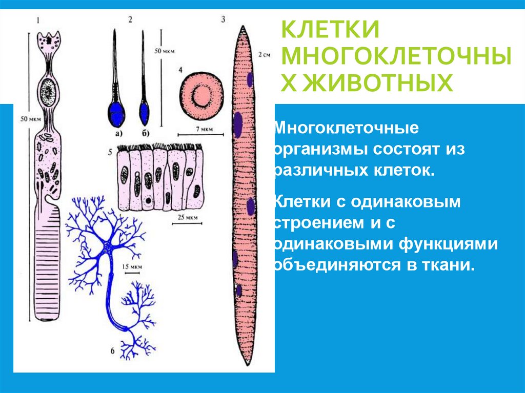 Клетки многоклеточных животных