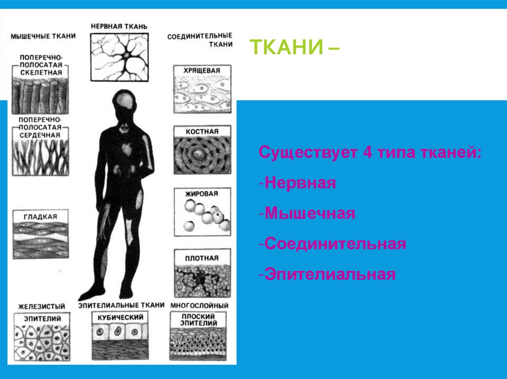 Ткани – группа клеток с одинаковым строением и одинаковой функцией.