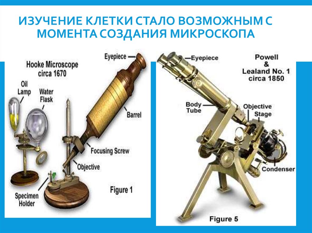 Изучение клетки стало возможным с момента создания микроскопа