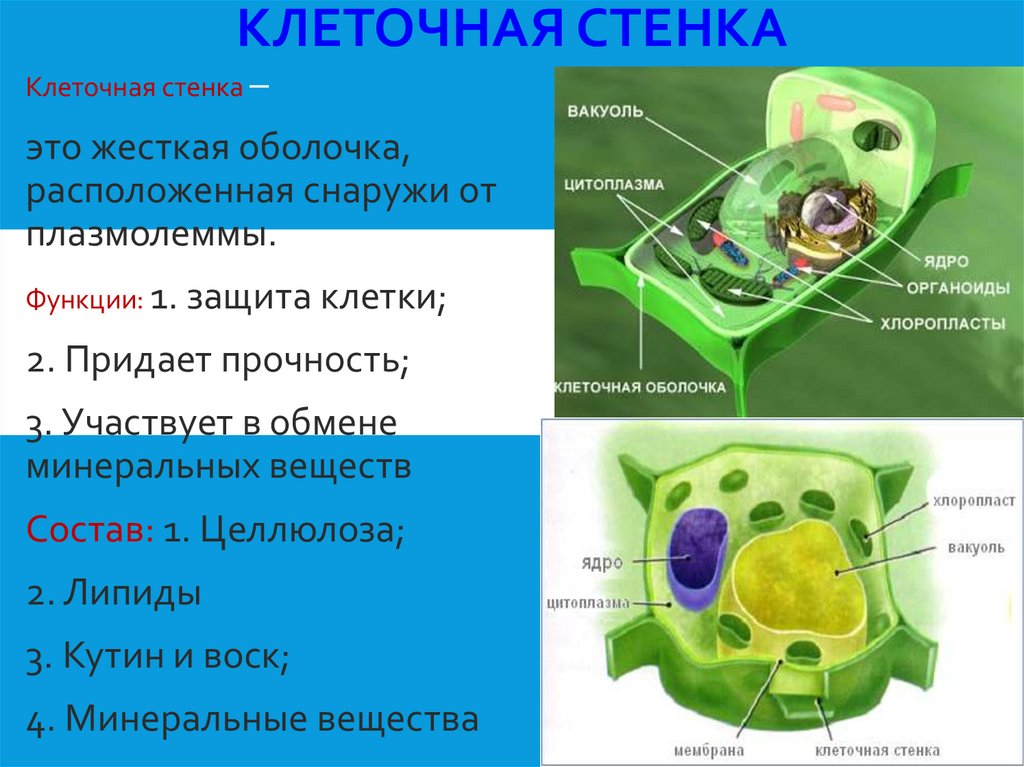Клеточная стенка