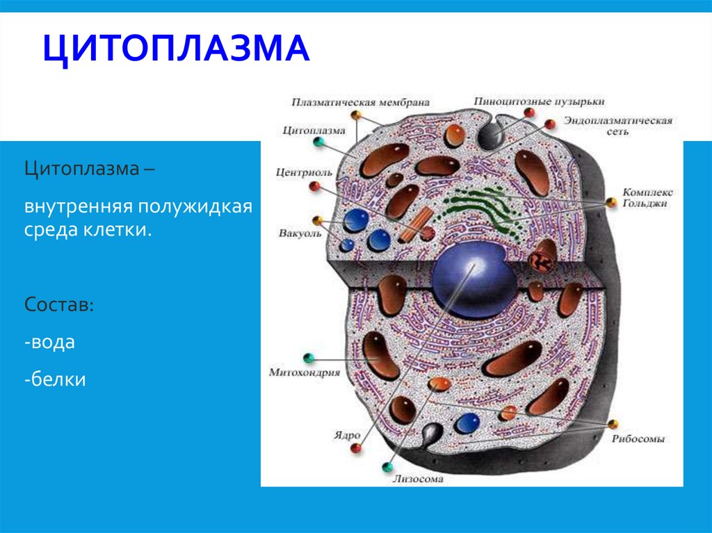 Цитоплазма