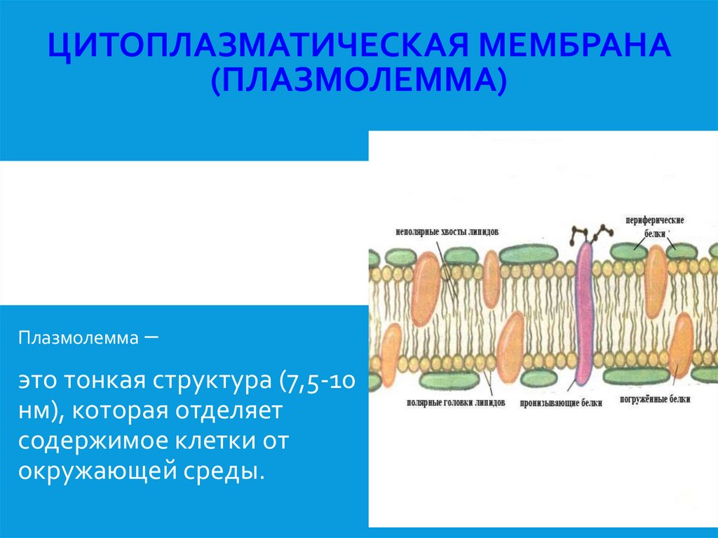 Цитоплазматическая мембрана (плазмолемма)