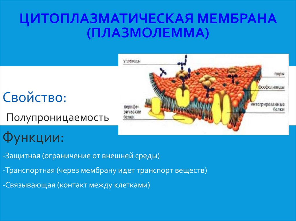Цитоплазматическая мембрана (плазмолемма)