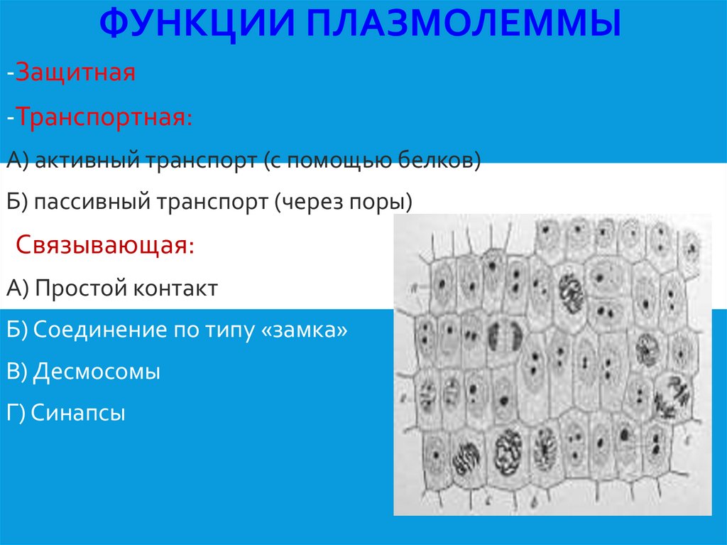 Функции плазмолеммы