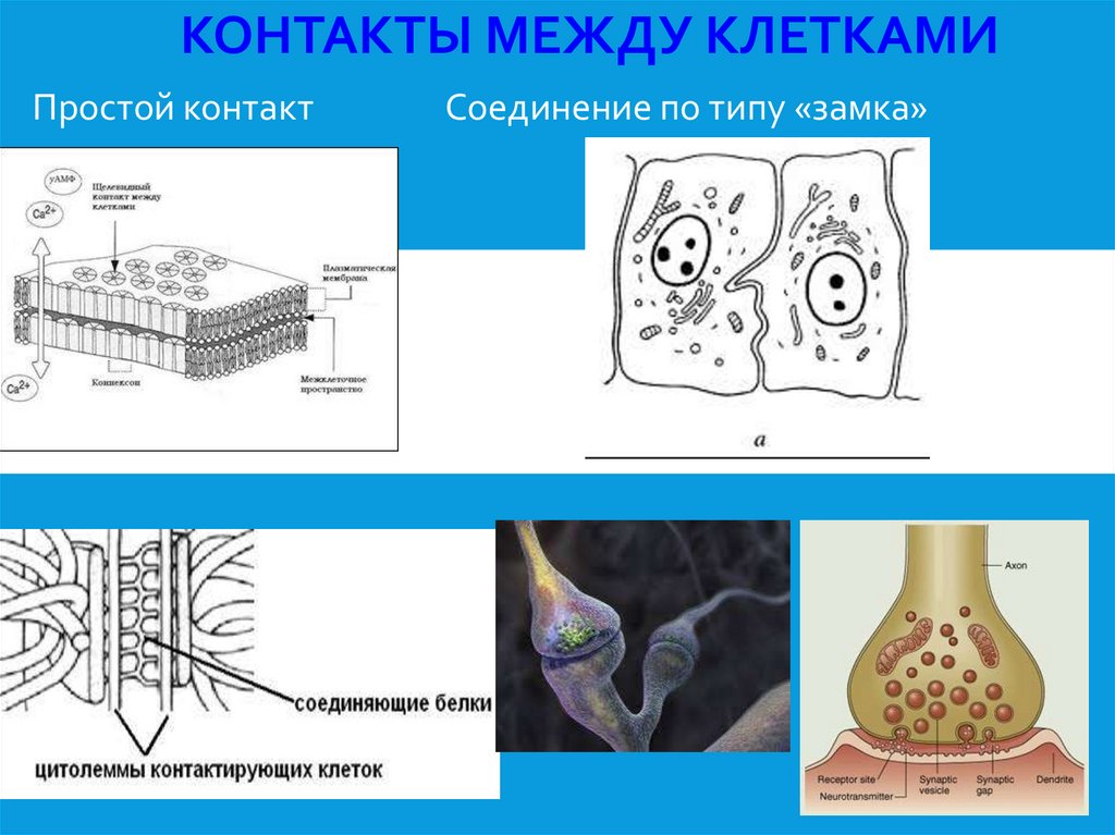 Контакты между клетками