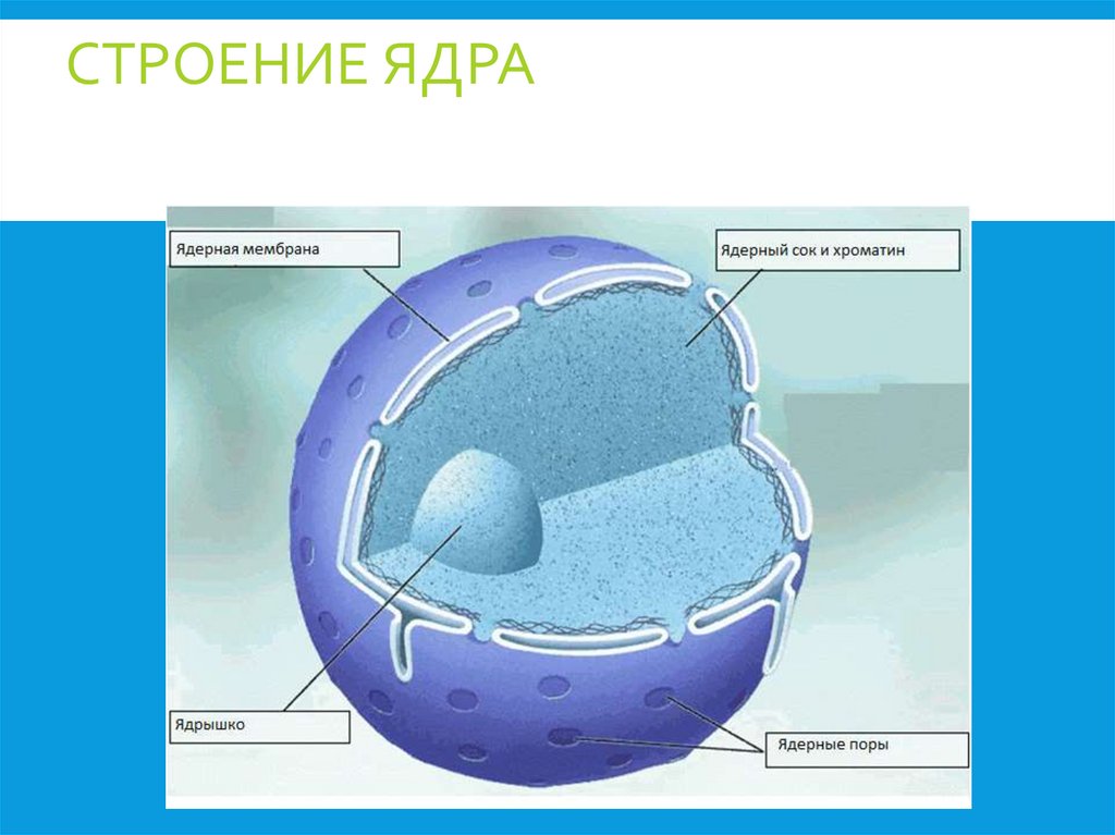 Строение ядра