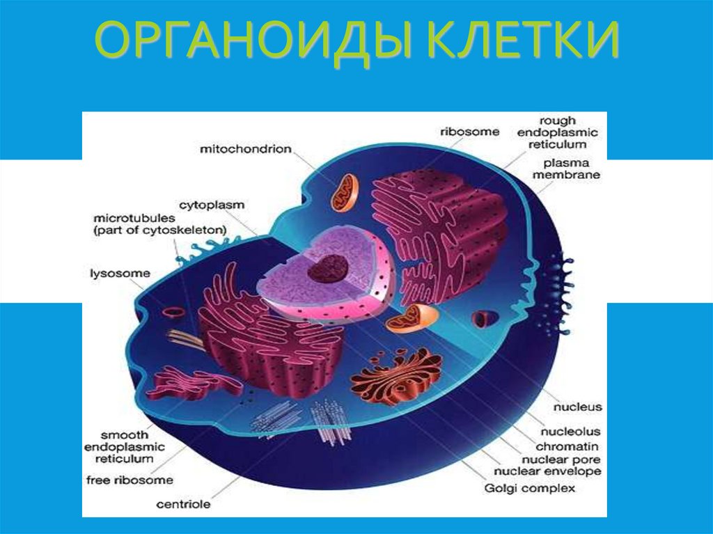 Органоиды клетки