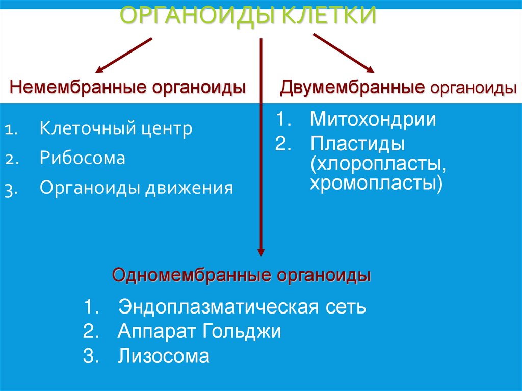 Органоиды клетки