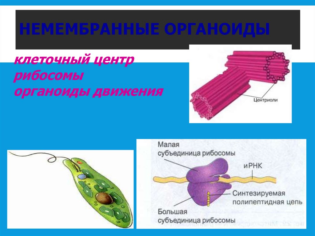 НЕМЕМБРАННЫЕ ОРГАНОИДЫ
