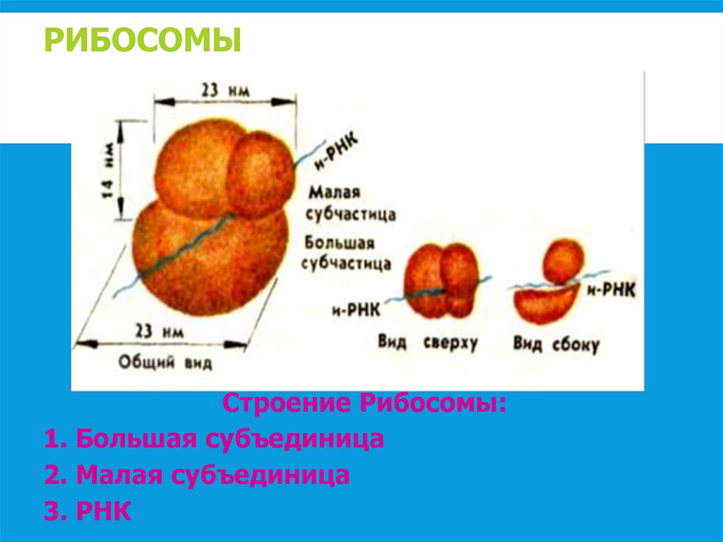 РИБОСОМЫ