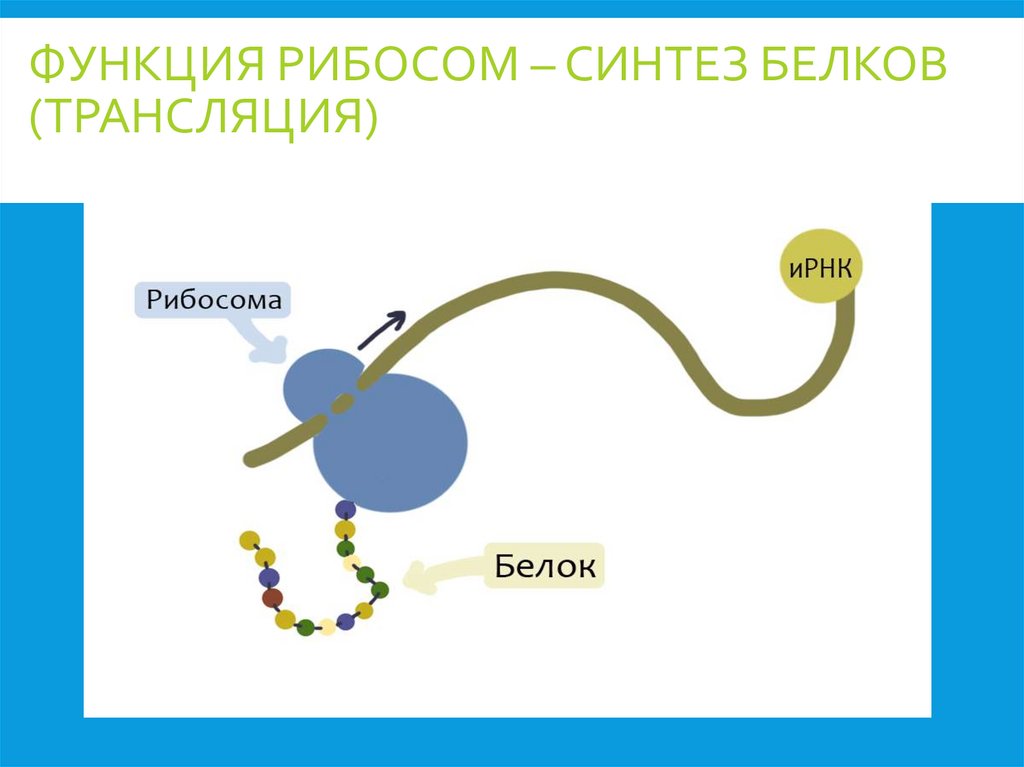 Функция рибосом – синтез белков (трансляция)