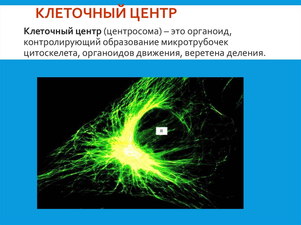 Клеточный центр