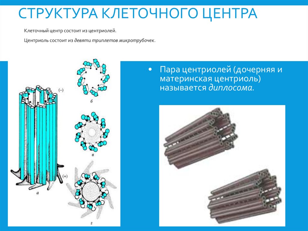 Структура Клеточного центра
