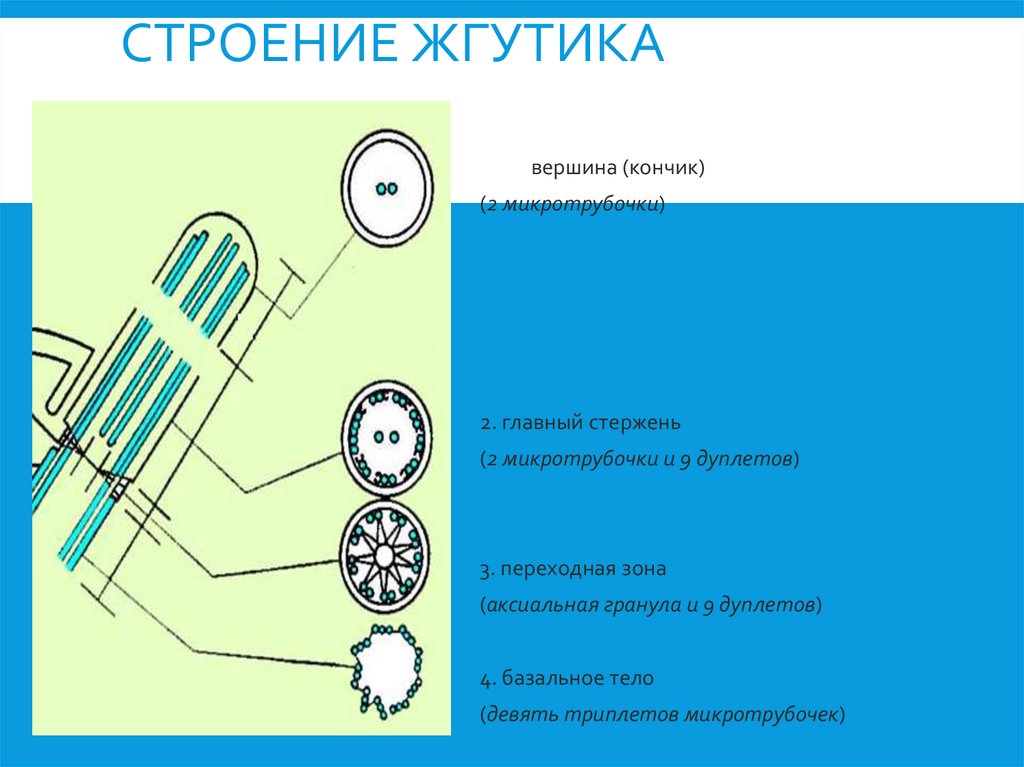 Строение жгутика
