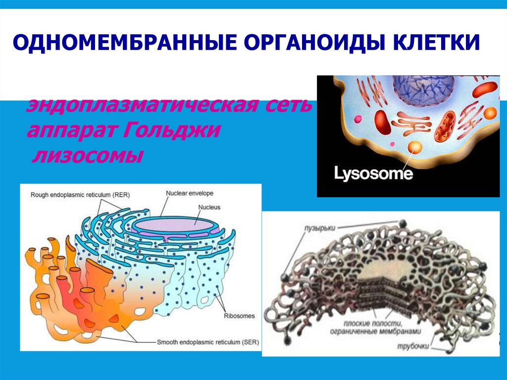 ОДНОМЕМБРАННЫЕ ОРГАНОИДЫ КЛЕТКИ