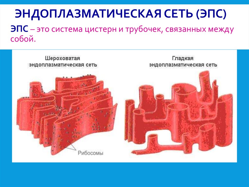 Эндоплазматическая сеть (ЭПС)