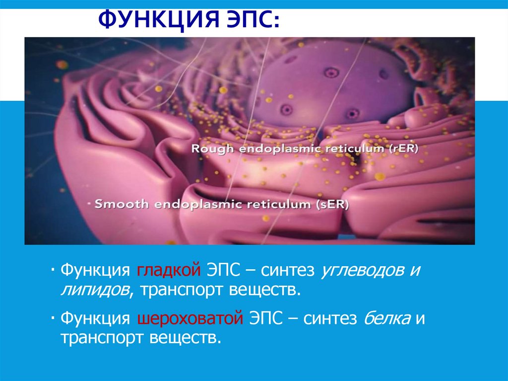 Функция ЭПС: