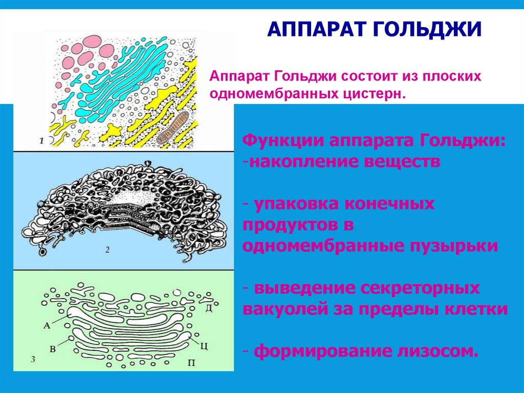 Аппарат Гольджи