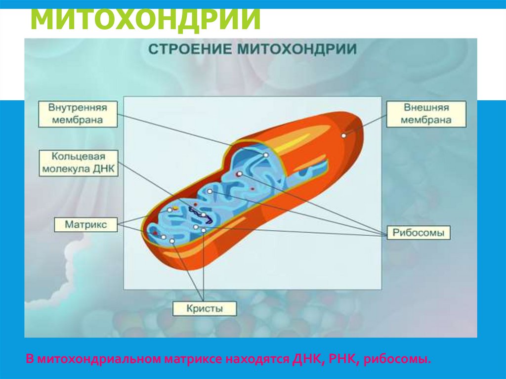 МИТОХОНДРИИ
