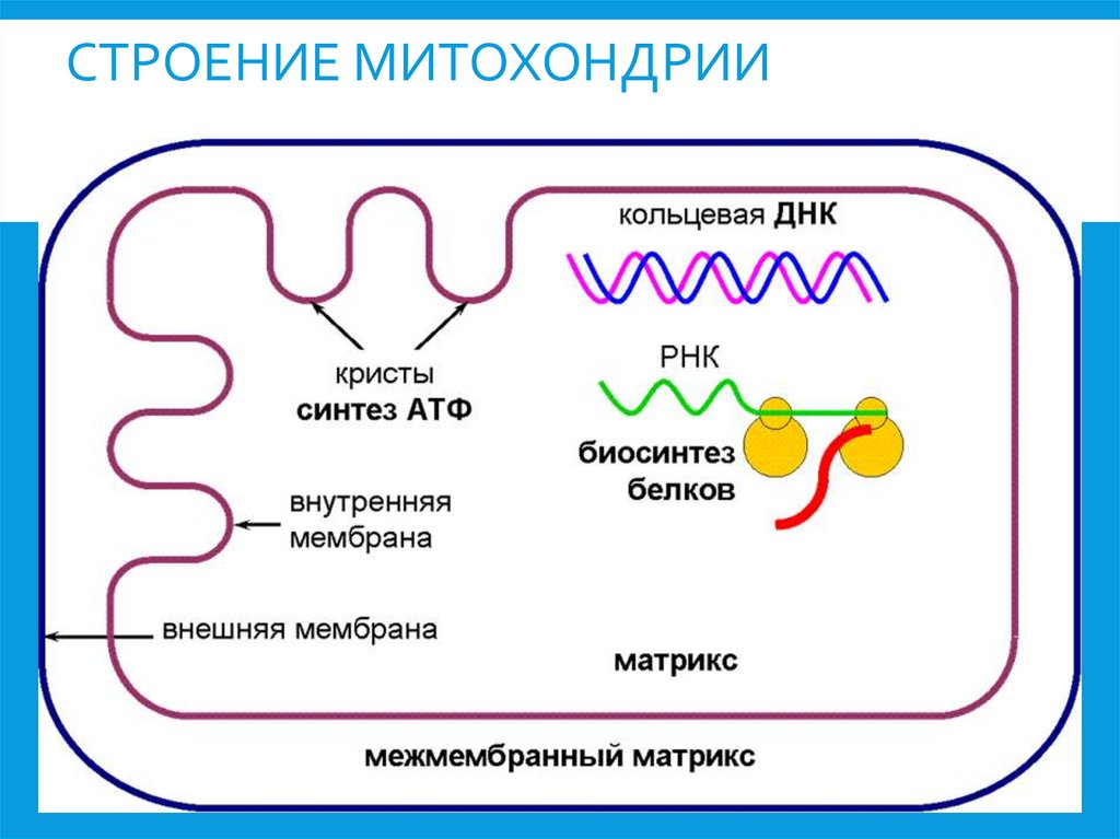 Строение митохондрии