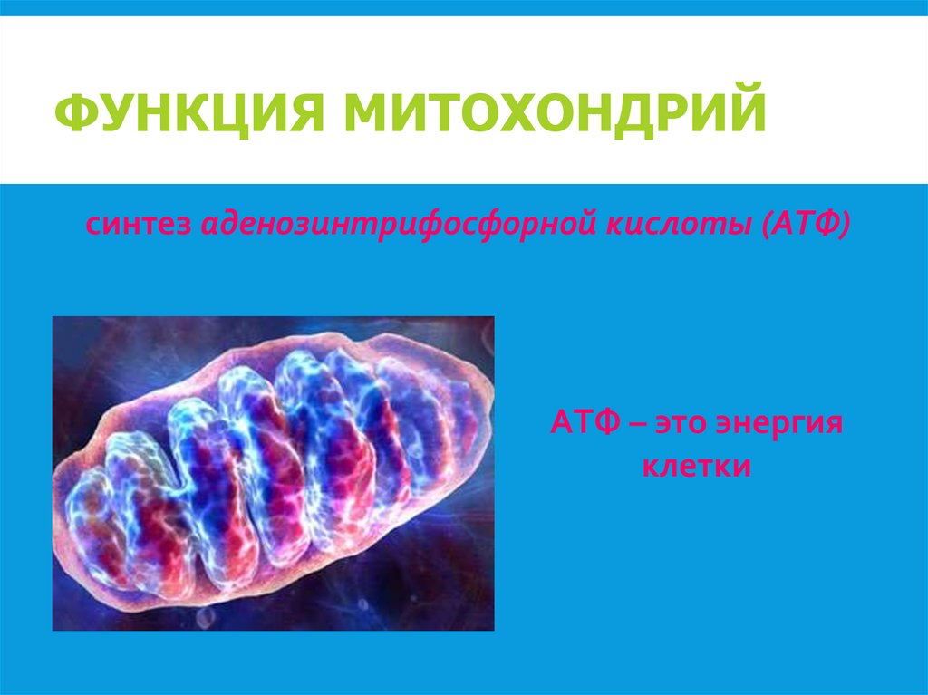 ФУНКЦИЯ МИТОХОНДРИЙ