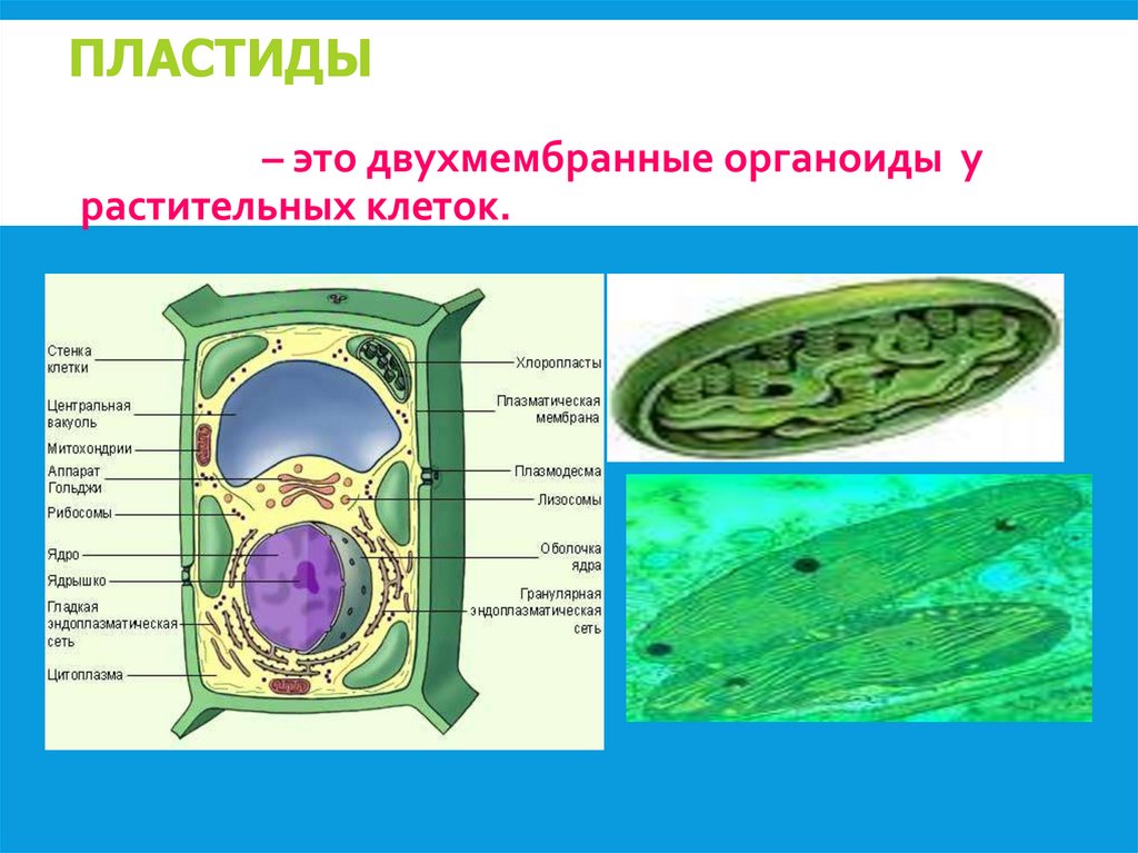 ПЛАСТИДЫ