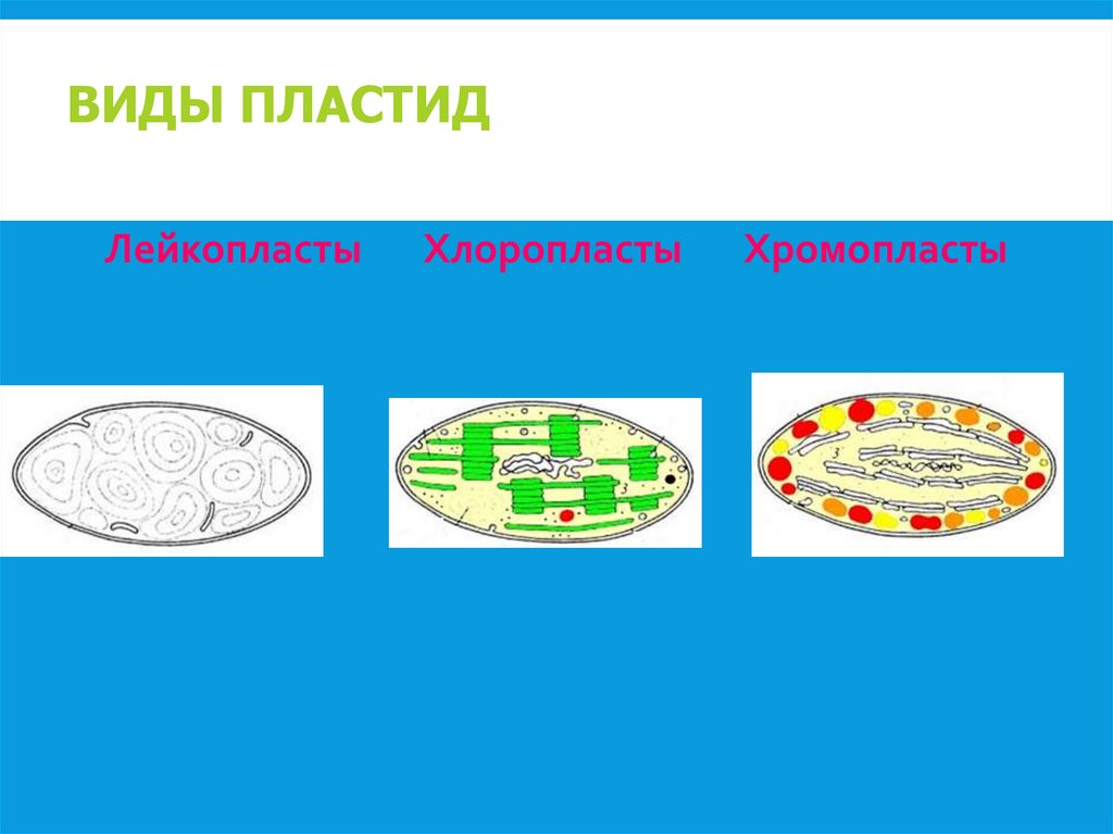 ВИДЫ ПЛАСТИД