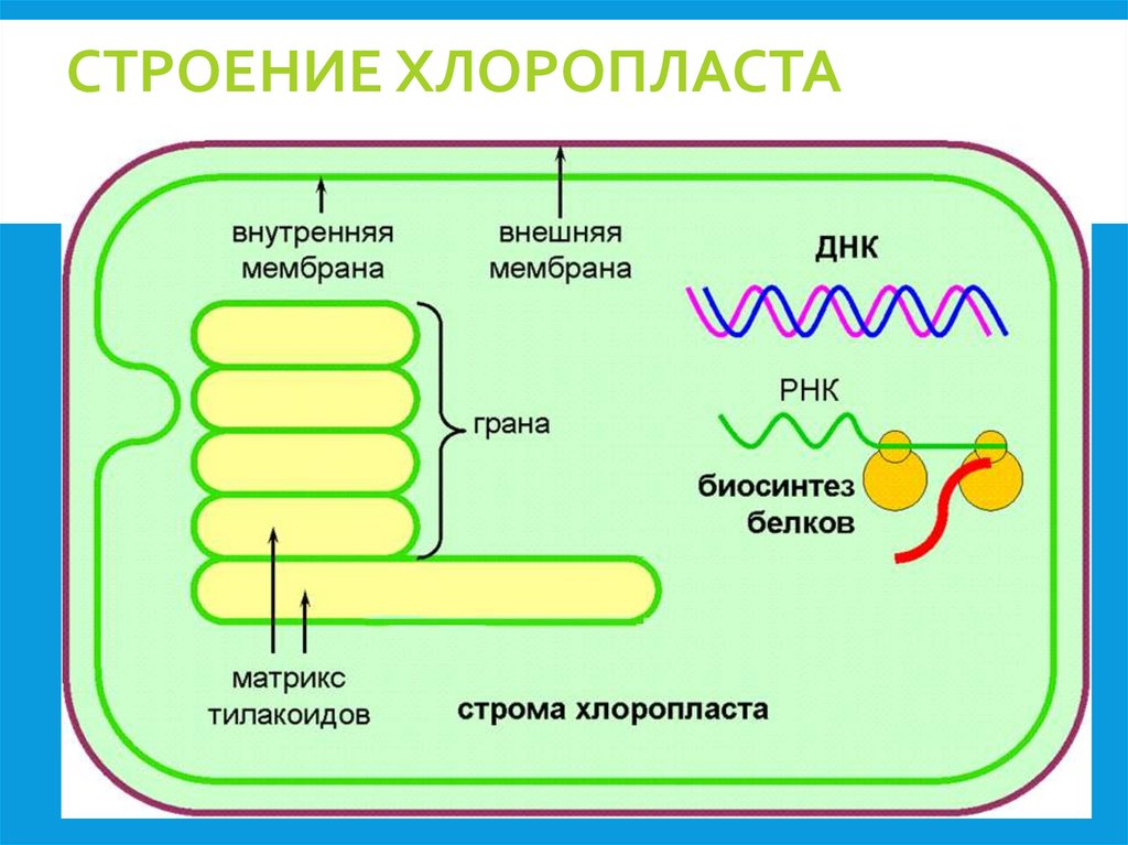 Строение хлоропласта