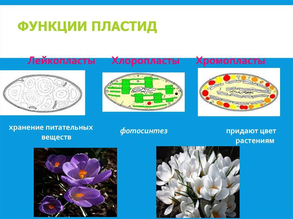 ФУНКЦИИ ПЛАСТИД