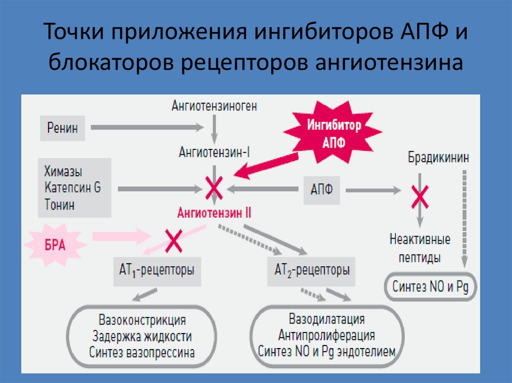 Точки приложения ингибиторов АПФ и блокаторов рецепторов ангиотензина