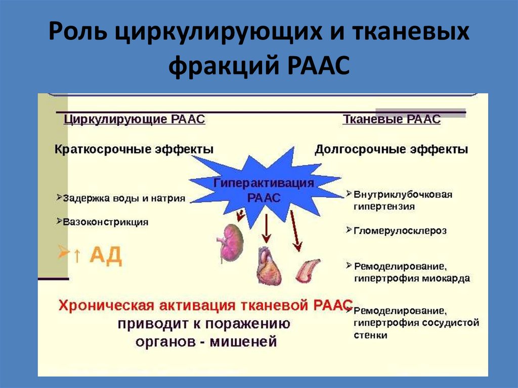 Роль циркулирующих и тканевых фракций РААС