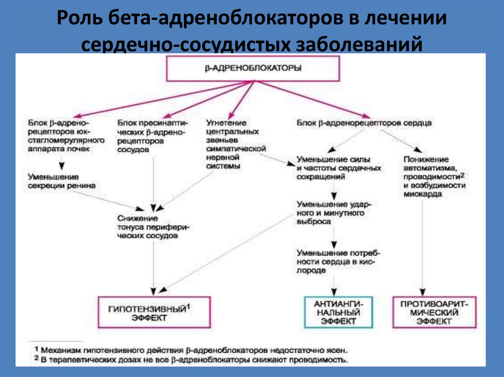 Роль бета-адреноблокаторов в лечении сердечно-сосудистых заболеваний