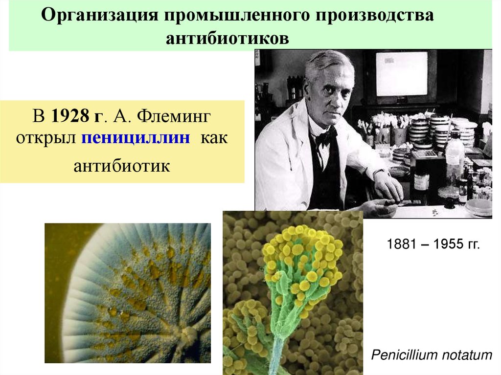 В 1928 г. А. Флеминг открыл пенициллин как антибиотик