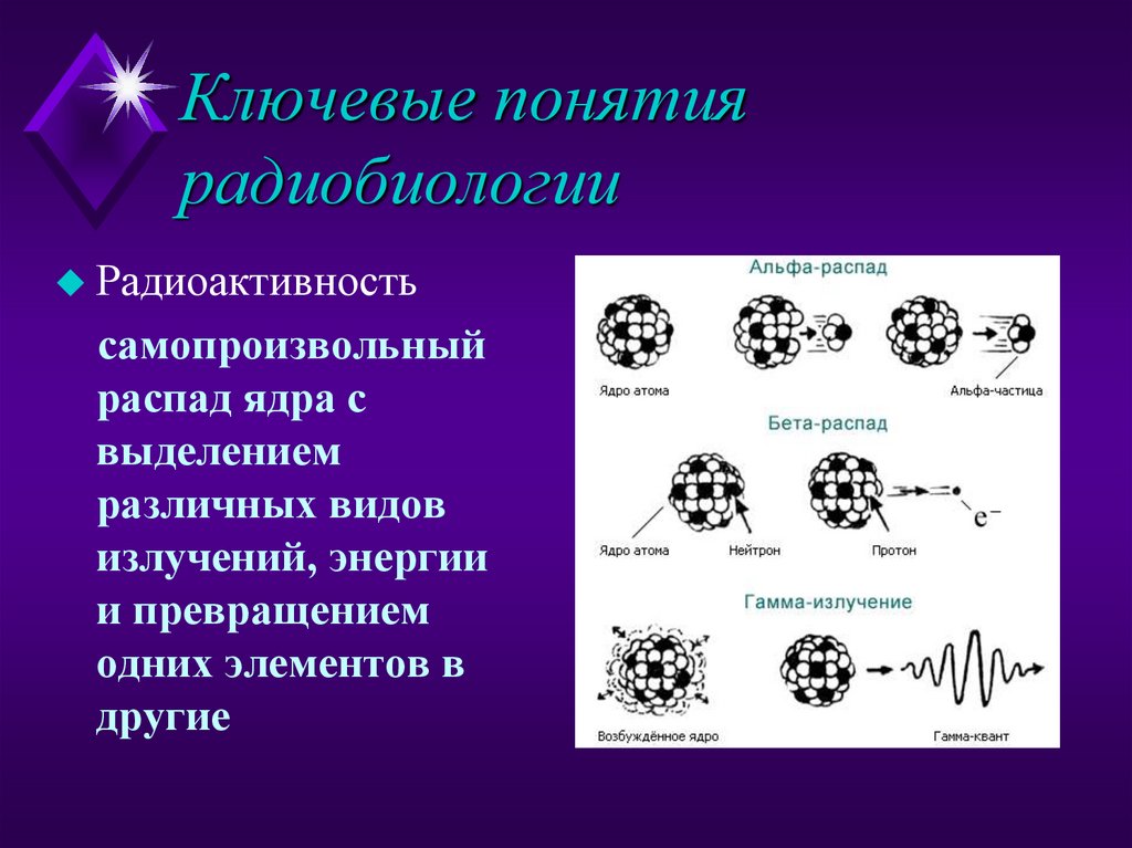 Ключевые понятия радиобиологии