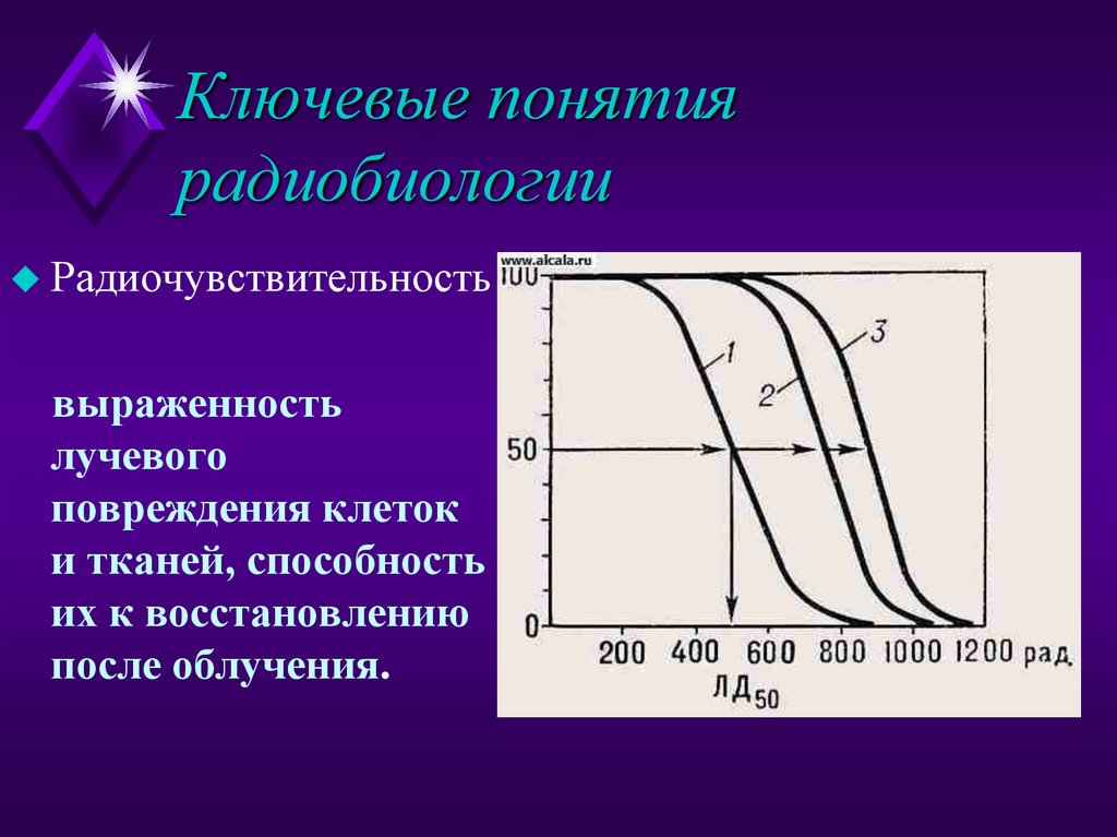 Ключевые понятия радиобиологии