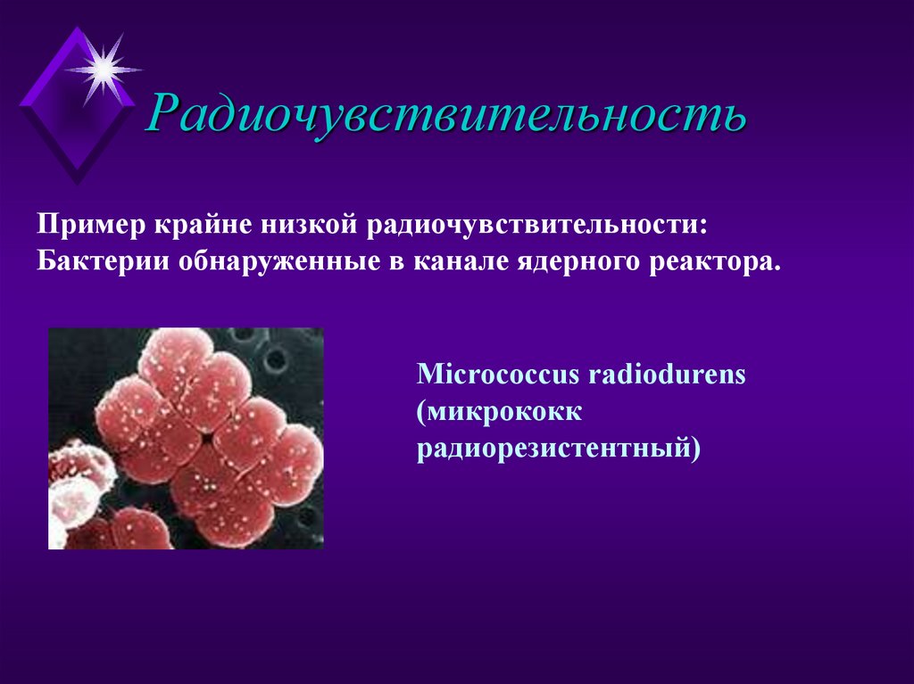 Радиочувствительность