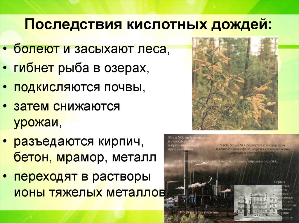 Последствия кислотных дождей: