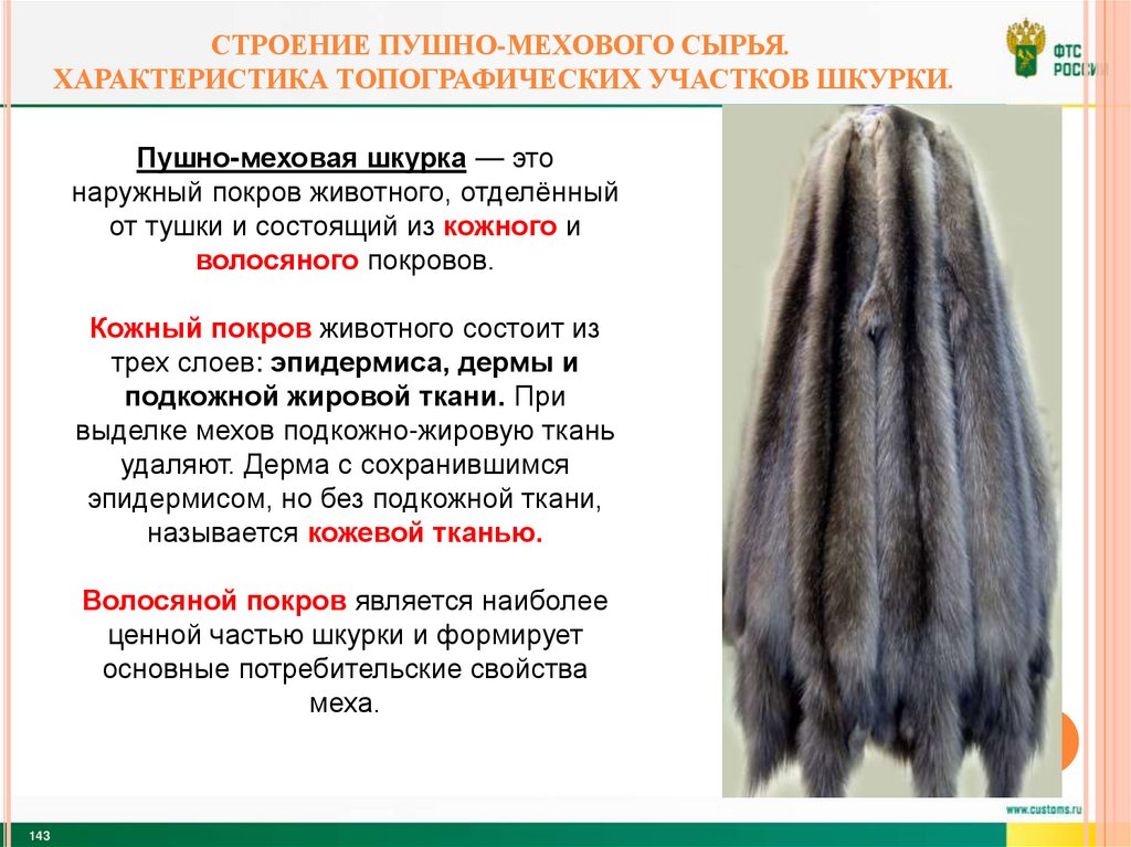 Строение пушно-мехового сырья. Характеристика топографических участков шкурки.