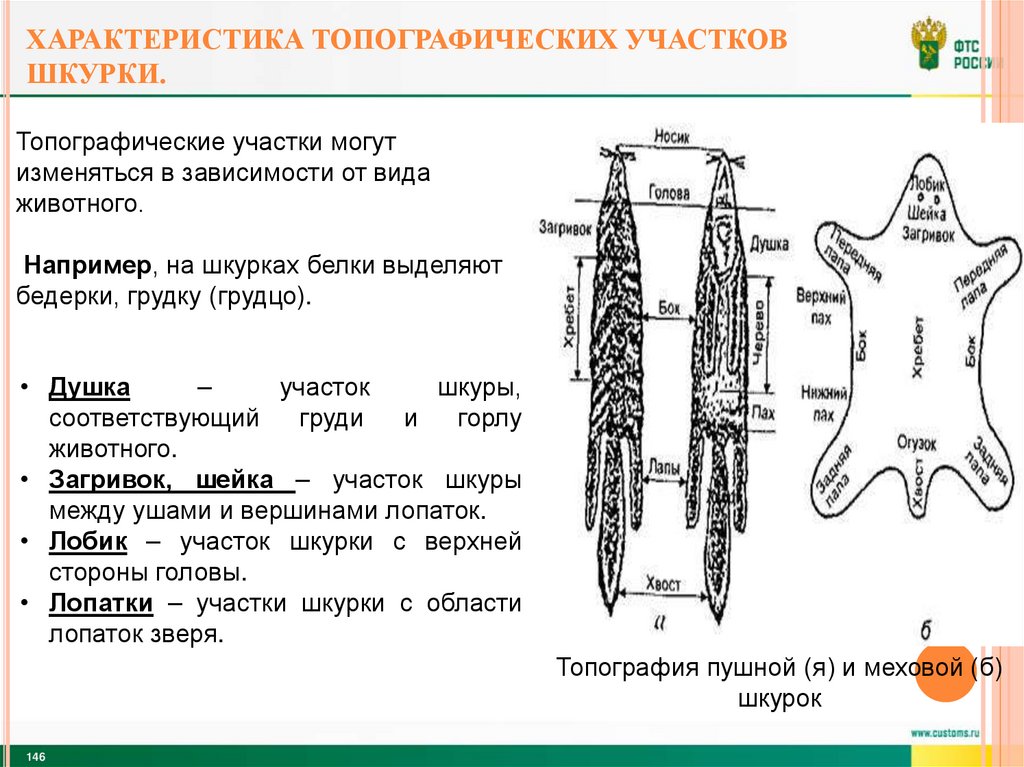 Характеристика топографических участков шкурки.