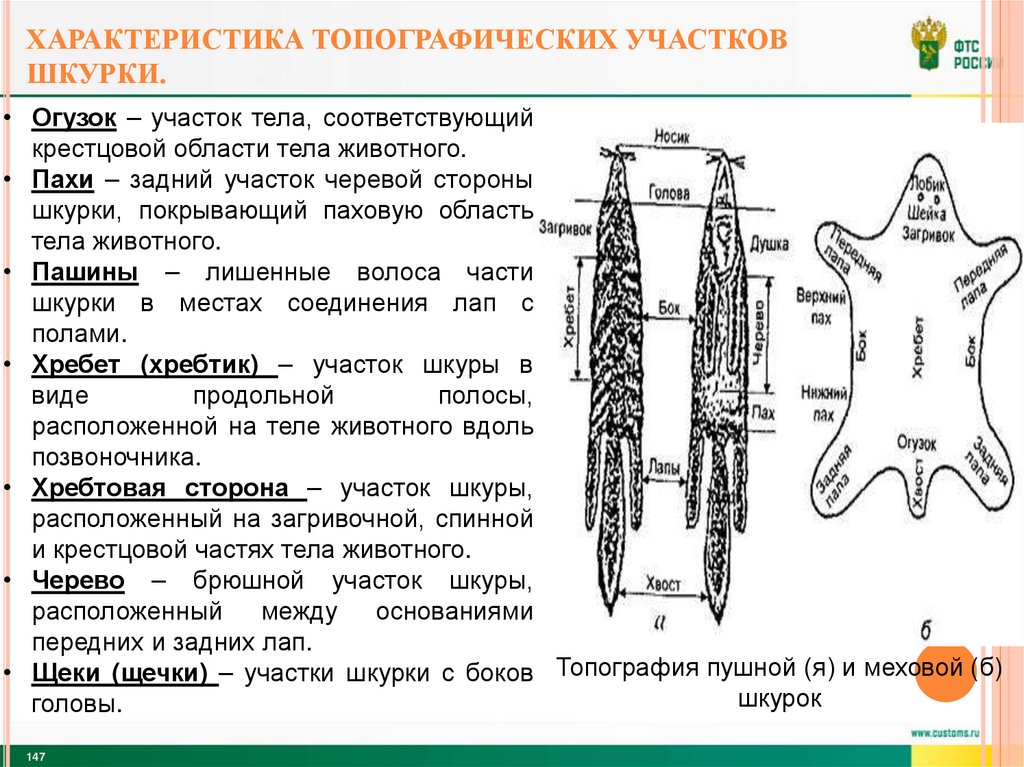 Характеристика топографических участков шкурки.