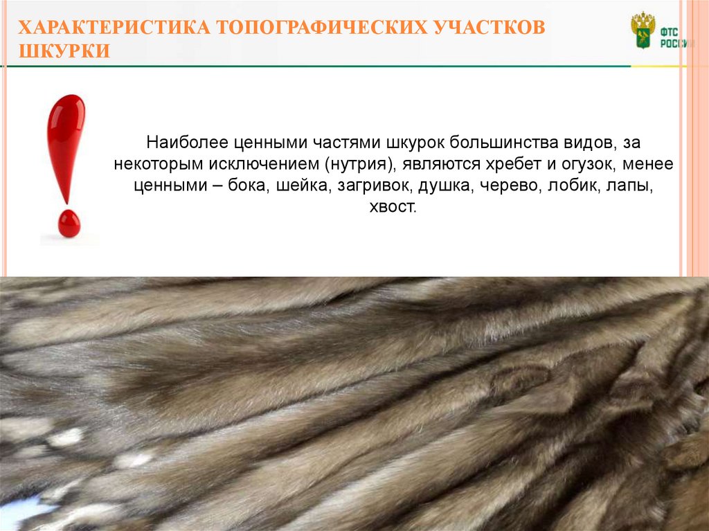 Характеристика топографических участков шкурки